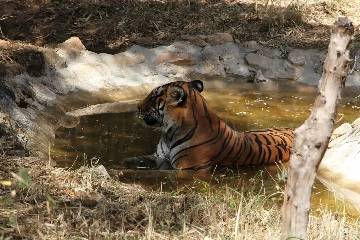 Bannerghatta National Park